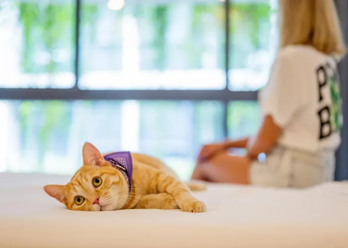 Homa Phuket Town